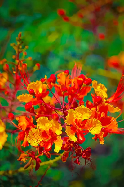 Selective Focus Shot Beautiful Red Aromatic Caesalpinia Flowers Growing Nature — Stock Photo, Image