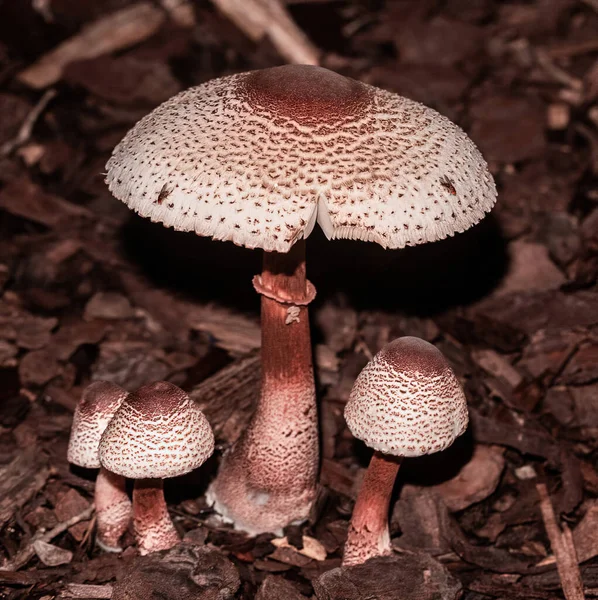 Closeup Shot Growing Lepiota Mushrooms Forest — Stock Photo, Image