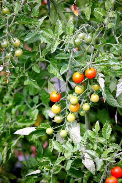 庭で栽培されているトマトの垂直閉鎖ショット — ストック写真