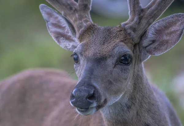 Closeup Shot Cute Deer Blurred Background — Stock Photo, Image