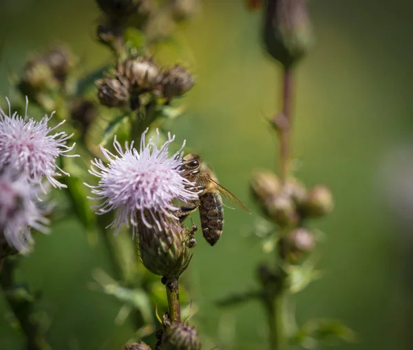 Honeybee Perched Thistle Blurred Background — Stock Photo, Image