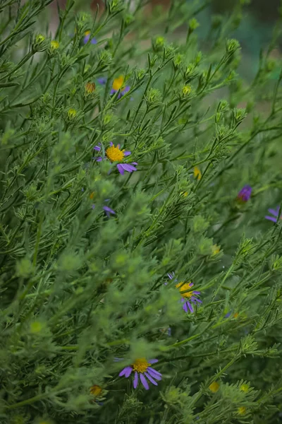 Plano Vertical Las Hermosas Flores Aromáticas Púrpuras Con Estambre Amarillo —  Fotos de Stock