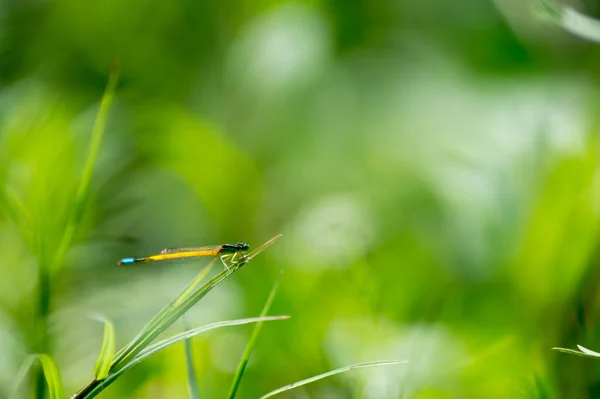 Een Close Shot Van Een Libelle Een Wazige Achtergrond — Stockfoto