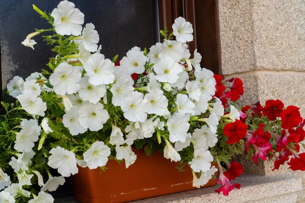 Las Flores Colores Mesa — Foto de Stock