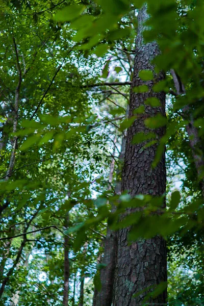 Tiro Vertical Velho Tronco Seco Árvore Alta Áspera Visto Através — Fotografia de Stock