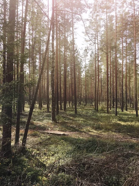 Gündüz Güneşli Avrupa Ormanı Belarus — Stok fotoğraf