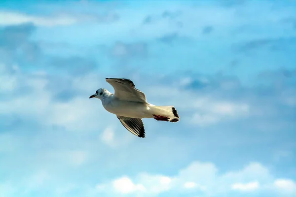 Uma Bela Vista Uma Gaivota Voo — Fotografia de Stock