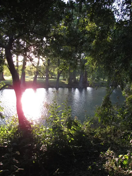 Green Forest Lake Reflection Sun — Stock Photo, Image