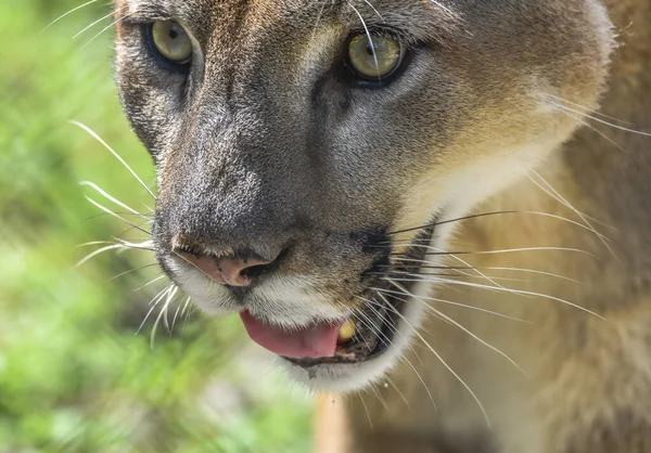 Closeup Shot Cougar Staring Its Scary Eyes — Stock Photo, Image