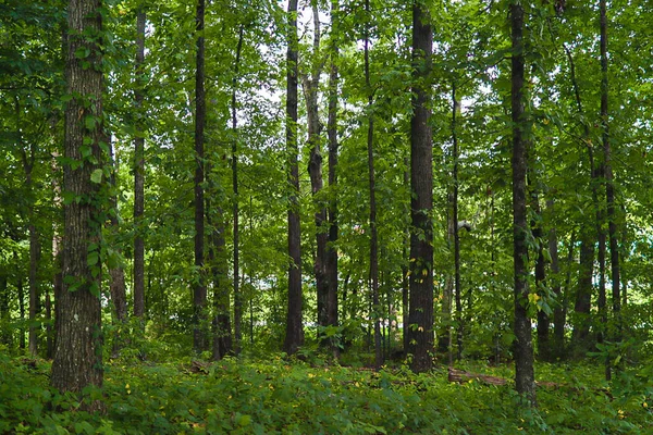 Vacker Skog Med Gamla Gröna Höga Träd Sommaren — Stockfoto
