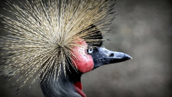 Een Selectieve Focusopname Van Een Zwart Gekroonde Kraanvogel — Stockfoto