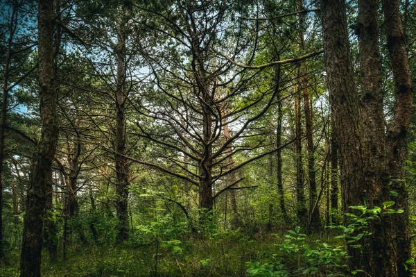 Bomen Een Bos Een Zonnige Dag — Stockfoto