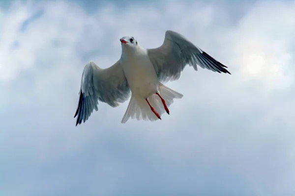 Ein Schöner Blick Auf Eine Möwe Flug — Stockfoto