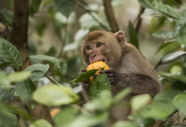 Festői Kilátás Egy Kis Makákó Eszik Gyümölcs Erdőben — Stock Fotó