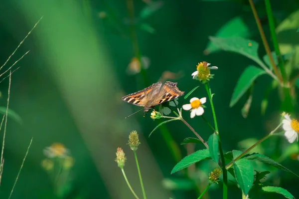 Nahaufnahme Einer Kleinen Schildkrötenpanzer Auf Einer Blume Auf Verschwommenem Hintergrund — Stockfoto