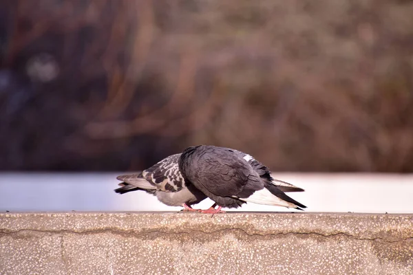 Twee Duiven Een Stoeprand Een Wazige Achtergrond — Stockfoto