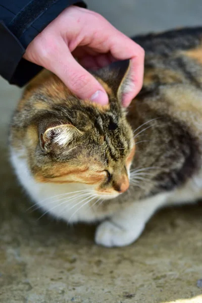 Ένα Χέρι Χαϊδεύει Μια Γάτα Έξω — Φωτογραφία Αρχείου