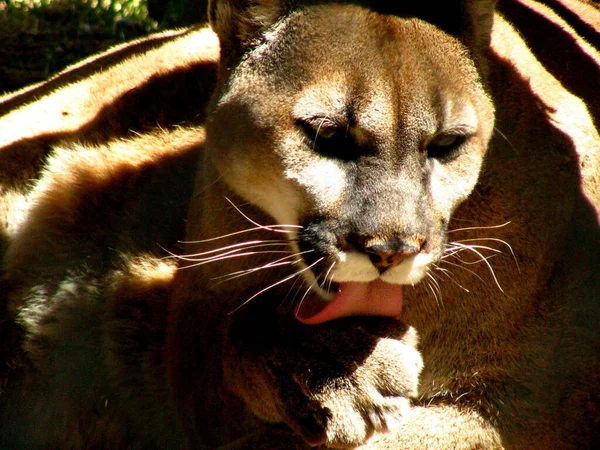 Closeup Cougar Leeking Its Paw — Stock Photo, Image