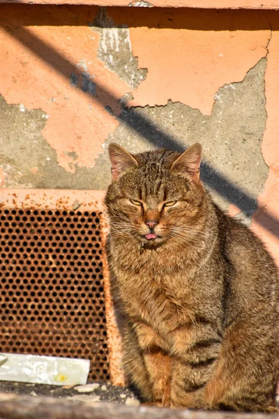 グランジの壁の近くの猫のクローズアップショット — ストック写真