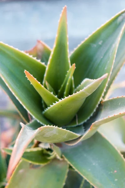 Vertikal Närbild Aloe Trädgården — Stockfoto