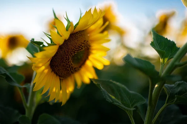 Kwitnące Słoneczniki Polu Farmy Przeciwko Pięknemu Białemu Niebu — Zdjęcie stockowe
