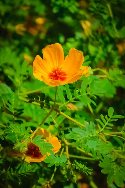 Las Hermosas Flores Aromáticas Amarillas Que Crecen Naturaleza Día Soleado — Foto de Stock