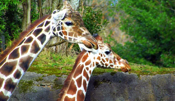 Closeup Shot Two Giraffes Park — Stock Photo, Image