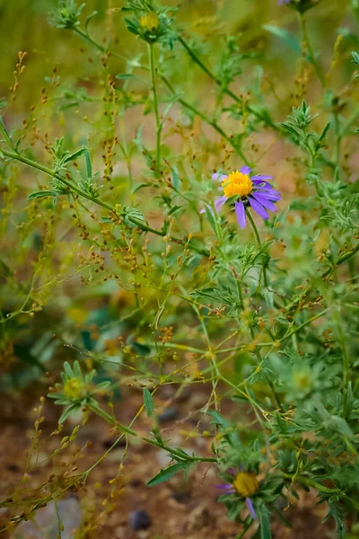美丽的紫色芬芳花朵的垂直镜头 黄色的雄蕊生长在自然界中 — 图库照片