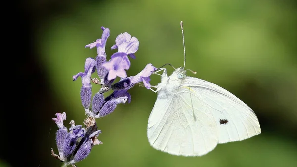 Tiro Seletivo Foco Uma Borboleta Pieris Brassicae Uma Flor — Fotografia de Stock