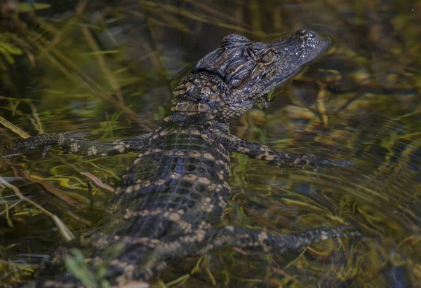 Une Vue Panoramique Bébé Alligator Dans Eau — Photo