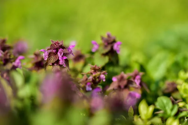 Gros Plan Ortie Mauve Sur Fond Flou — Photo