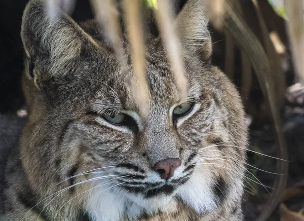 Close Lince Olhando Com Seus Olhos Verdes Fundo Embaçado — Fotografia de Stock