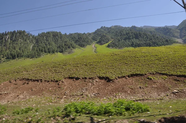 Una Tierra Verde Ladera Denso Bosque Una Mañana Soleada —  Fotos de Stock