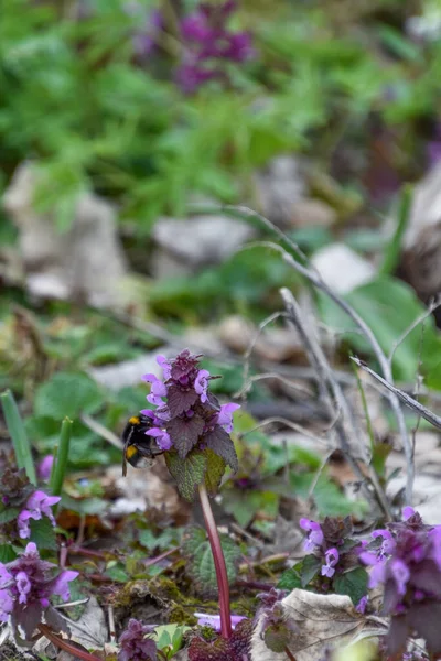 Bee Pollinating Purple Deadnettle Field — Stock Photo, Image