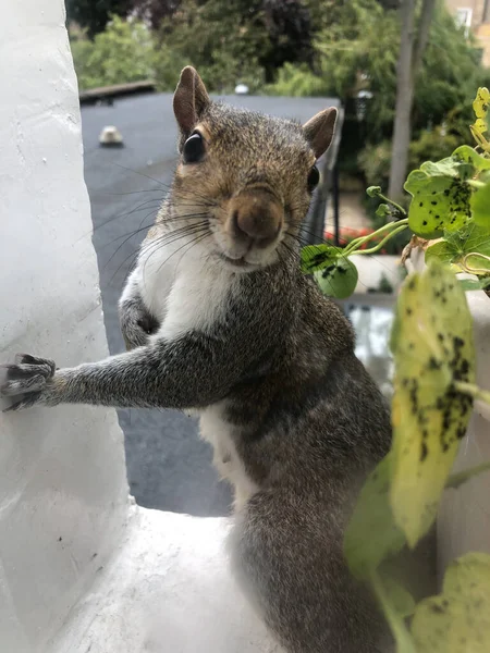 Vertical Closeup Shot Cute Squirrel — Stock Photo, Image
