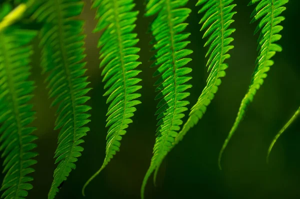 ぼやけた背景にポリポジオフィータの緑の葉のクローズアップショット — ストック写真
