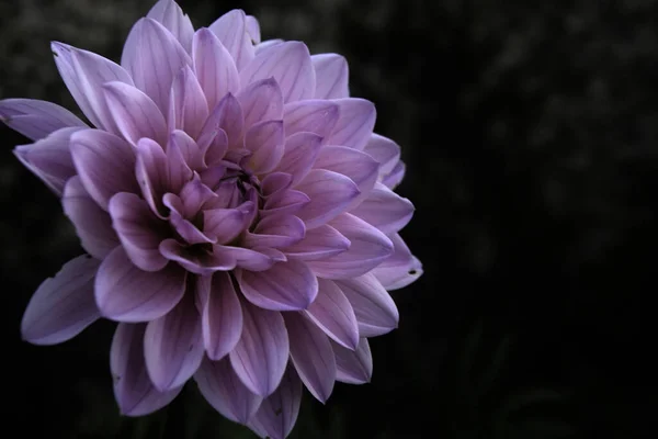 Bulanık Bir Arkaplanı Olan Bir Tarlada Çiçek Açan Bir Yıldız — Stok fotoğraf