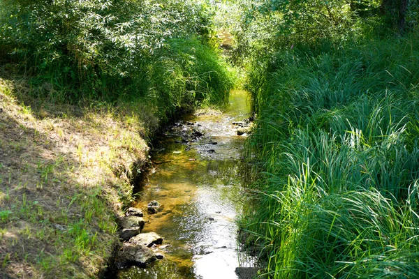 Plano Alto Ángulo Paisaje Con Pequeño Río Arbustos Verdes Frescos —  Fotos de Stock