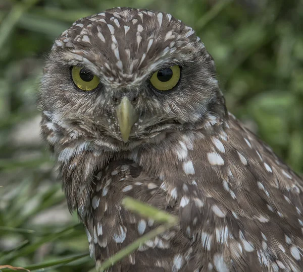 Closeup Shot Owl Blurred Background — Stock Photo, Image