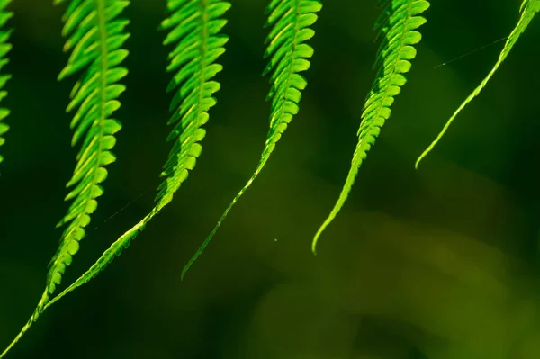 Tiro Close Folhas Verdes Polypodiophyta Fundo Borrado — Fotografia de Stock