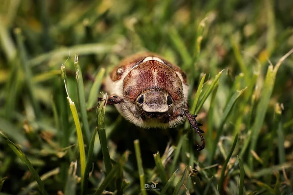 Una Macro Escarabajo Melolontha Hierba Verde —  Fotos de Stock