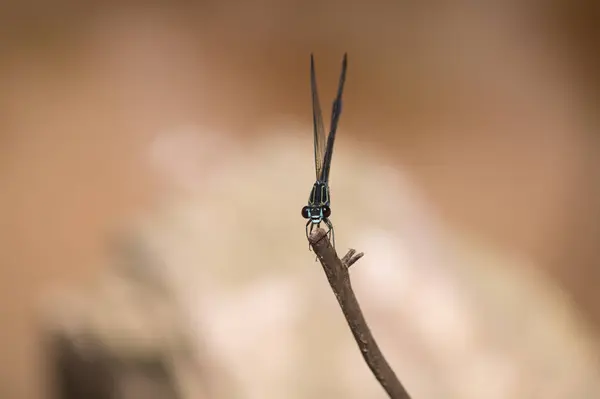 Nahaufnahme Einer Libelle Auf Verschwommenem Hintergrund — Stockfoto