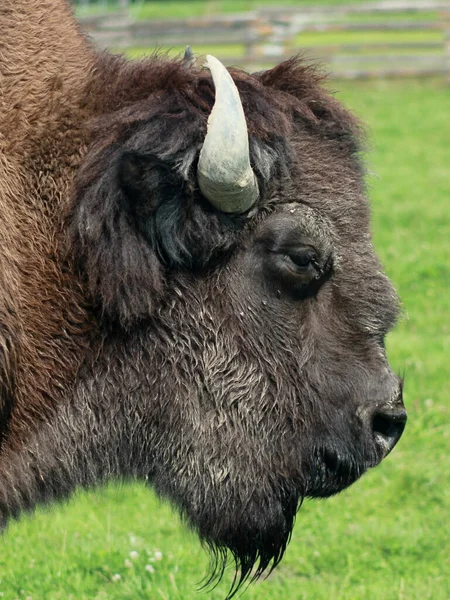 Portrait Vertical Bison Avec Verdure Arrière Plan — Photo