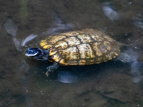 Nahaufnahme Einer Schildkröte Die Einem Japanischen Teich Schwimmt — Stockfoto