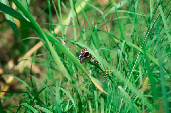 Egy Közeli Felvétel Egy Kis Teknősbékáról Egy Virágon Homályos Háttérrel — Stock Fotó