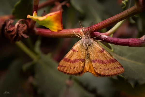 Una Macro Una Polilla Amarilla Color Púrpura Lythria Purpuraria Rama —  Fotos de Stock