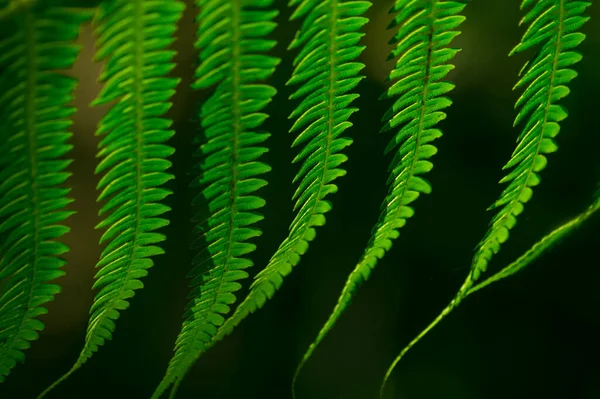 Крупный План Зеленых Листьев Полиподиофита Размытом Фоне — стоковое фото