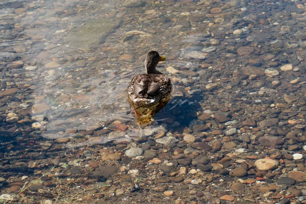 Eine Ente Teich — Stockfoto