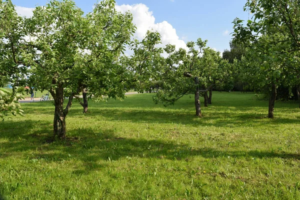 Jabłonie Parku Słoneczna Letnia Pogoda Białoruś — Zdjęcie stockowe