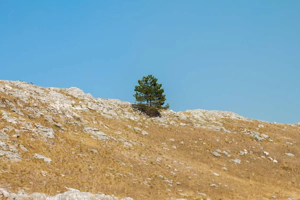 Ein Einziger Grüner Baum Der Auf Einem Felsigen Hügelgipfel Vor — Stockfoto
